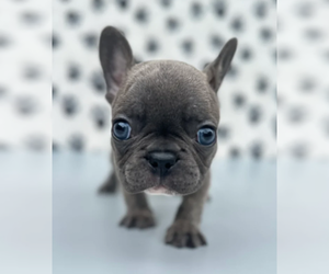 French Bulldog Puppy for sale in HALLANDALE, FL, USA