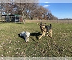 Small #12 German Shepherd Dog
