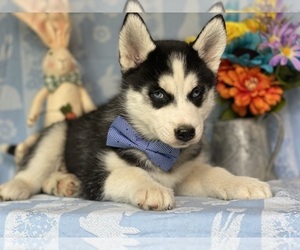 Siberian Husky Puppy for sale in LANCASTER, PA, USA