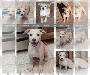 Labrador Retriever-Unknown Mix Dogs for adoption in Mesa, AZ, USA