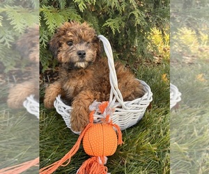 Poodle (Miniature)-Whoodle Mix Puppy for Sale in MIDDLEBURY, Indiana USA