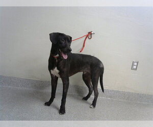Border Collie Dogs for adoption in Pasadena, TX, USA