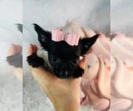 Small #11 Chihuahua
