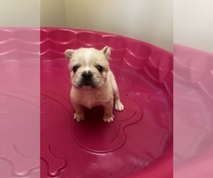 French Bulldog Puppy for sale in SAN JOSE, CA, USA