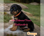 Small Photo #3 Rottweiler Puppy For Sale in SOUR LAKE, TX, USA