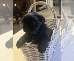Puppy Tammy Shih Tzu