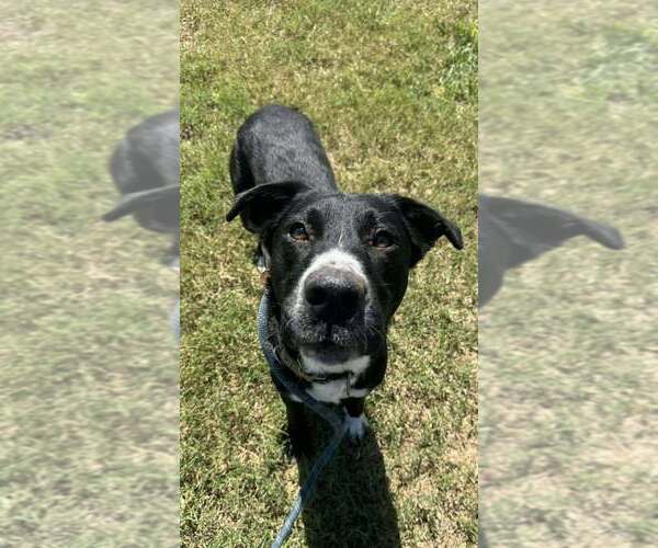 Medium Photo #2 Mutt Puppy For Sale in Abbeville, LA, USA