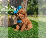 Small #3 Goldendoodle-Poodle (Toy) Mix