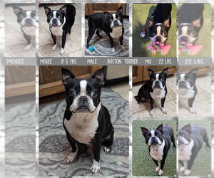 Boston Terrier Dogs for adoption in Mesa, AZ, USA