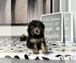 Small Photo #9 Cavapoo Puppy For Sale in FRANKLIN, IN, USA
