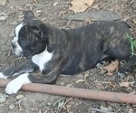 Puppy Fiona Boston Terrier