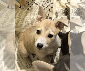 Mutt Dogs for adoption in Royal Palm Beach, FL, USA