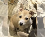 Blondie* - Female Mutt Dog for Adoption - Small photo
