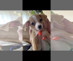 Chihuahua Dog for Adoption in PUYALLUP, Washington USA