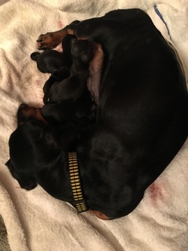 Medium Photo #1 Dachshund Puppy For Sale in EIGHTY FOUR, PA, USA