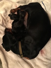 Mother of the Dachshund puppies born on 06/28/2018