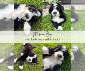 Bernedoodle Puppy for sale in POPLAR, WI, USA