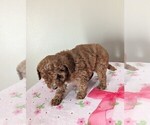 Small Photo #3 Cavapoo-Poodle (Miniature) Mix Puppy For Sale in DUNNVILLE, KY, USA