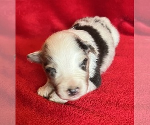 Shel-Aussie Puppy for sale in FORT MORGAN, CO, USA