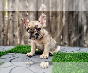French Bulldog Puppy for sale in SAN DIEGO, CA, USA