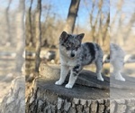 Small #15 Alaskan Klee Kai-Pomsky Mix