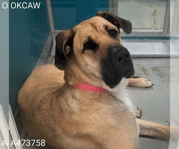 Medium Photo #1 Great Dane-Unknown Mix Puppy For Sale in Oklahoma City, OK, USA