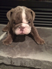 Olde English Bulldogge Puppy for sale in PAYNESVILLE, MN, USA