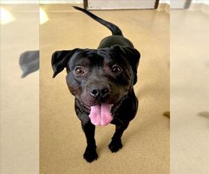 American Pit Bull Terrier Dogs for adoption in Derwood, MD, USA