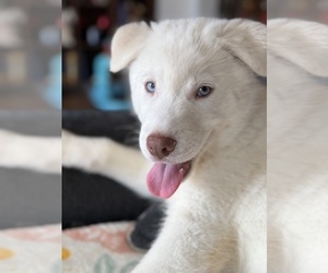 Siberian Husky Puppy for sale in HURT, VA, USA