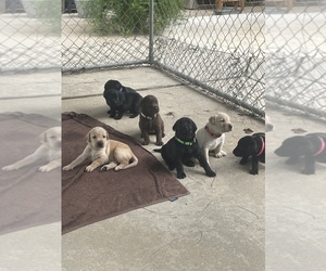 Labrador Retriever Puppy for sale in COVINGTON, GA, USA