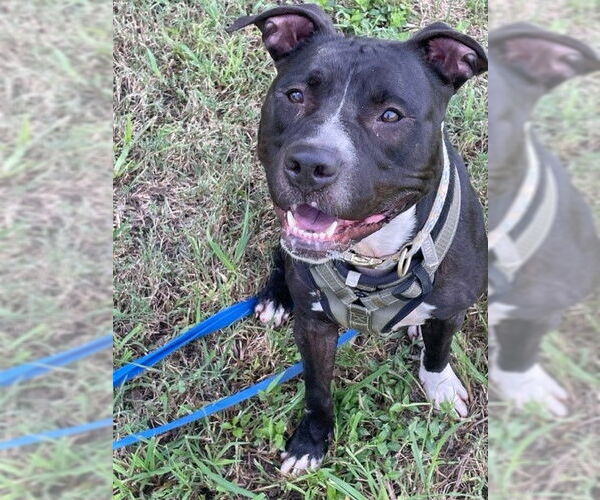 Medium Photo #7 American Pit Bull Terrier-Unknown Mix Puppy For Sale in Virginia Beach, VA, USA
