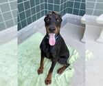 Small #2 Doberman Pinscher