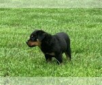 Small Photo #2 Rottweiler Puppy For Sale in FREDERICKSBG, OH, USA