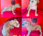 Puppy Puppy 9 American Bully