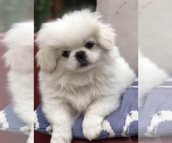Medium Photo #1 Pekingese Puppy For Sale in MESQUITE, TX, USA