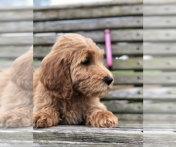 Medium Photo #1 Labradoodle Puppy For Sale in MURRAYVILLE, GA, USA