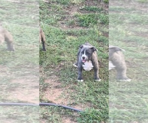 American Bully Puppy for sale in TULSA, OK, USA