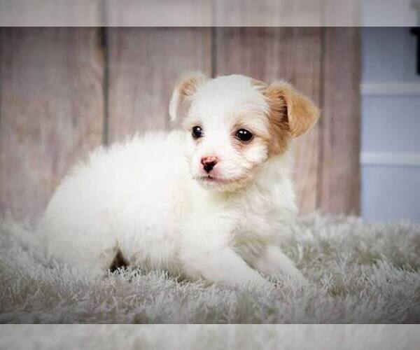 Medium Photo #1 Malchi-Unknown Mix Puppy For Sale in FULLERTON, CA, USA