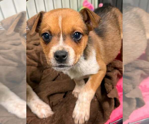 Medium Photo #4 Australian Shepherd-Unknown Mix Puppy For Sale in SHERBURNE, NY, USA