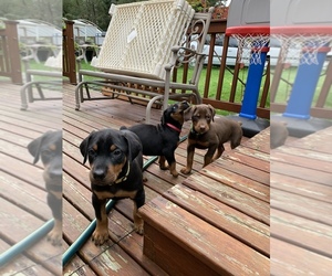 Doberman Pinscher Puppy for sale in AUBURN, WA, USA