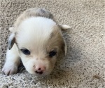 Small Photo #9 American Corgi Puppy For Sale in BRANDON, FL, USA
