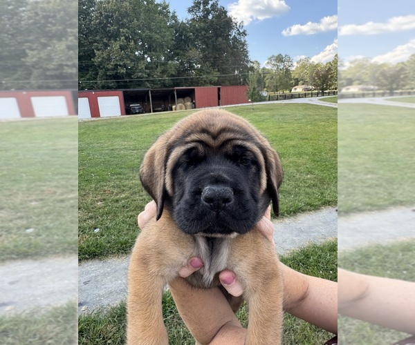 Medium Photo #4 Mastiff Puppy For Sale in ONEIDA, TN, USA
