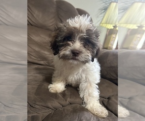 Australian Shepherd Puppy for sale in MASON, IL, USA