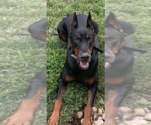 Mother of the Doberman Pinscher puppies born on 04/08/2025