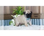 Small Photo #7 Pug Puppy For Sale in CLARE, MI, USA