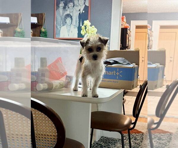 Medium Photo #2 Mutt Puppy For Sale in Grafton, WI, USA