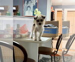 Small #1 Mutt
