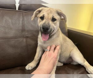 Labrador Retriever-Unknown Mix Dogs for adoption in San Diego, CA, USA