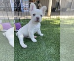 Puppy Big Boy French Bulldog