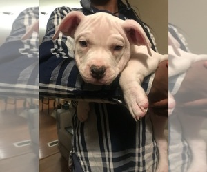 American Bully Puppy for sale in BOONE, IA, USA